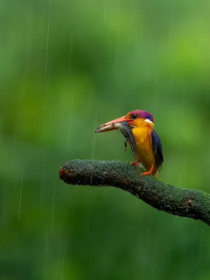 An Oriental Dwarf Kingfisher with its catch, captured during a downpour on one of my birding workshops. I teach you how to master your camera in challenging conditions, using techniques like shutter speed to freeze the rain or create atmospheric blur.