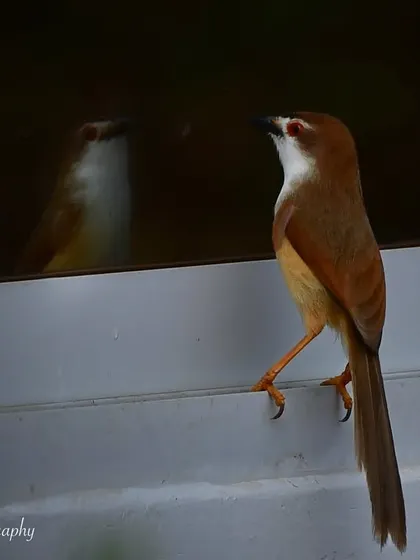 A Yellow-eyed Babbler looking at its own reflection. A quiet, contemplative moment that feels very human.