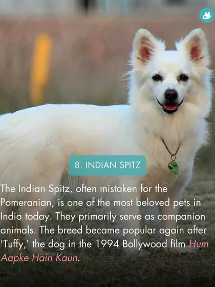 The Indian Spitz, often mistaken for a Pomeranian, is a beloved companion animal in India, popularized by the dog 'Tuffy' in a famous Bollywood film.