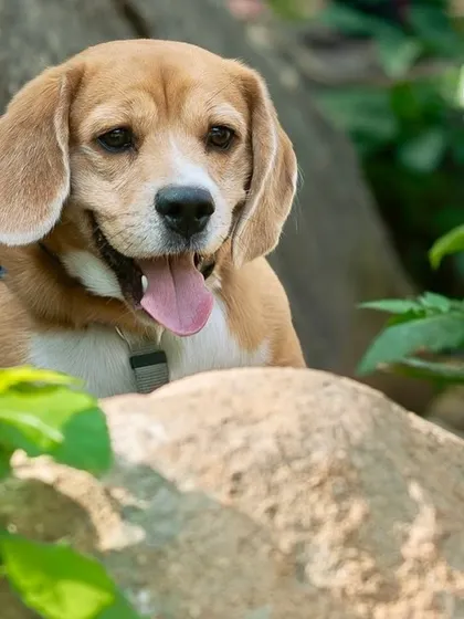 A duplicate of the Beagle posing on the rocks. Outdoor settings provide a beautiful, natural backdrop that lets a dog's adventurous spirit shine.
