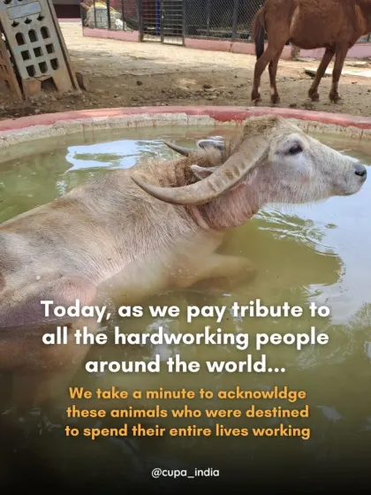A buffalo enjoying a cool dip in the pool. We provide these simple joys for our residents, allowing them to live a life of comfort and dignity.