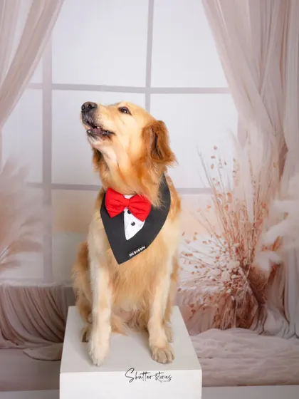 A regal pose from our furry client, looking up as if waiting for a treat.