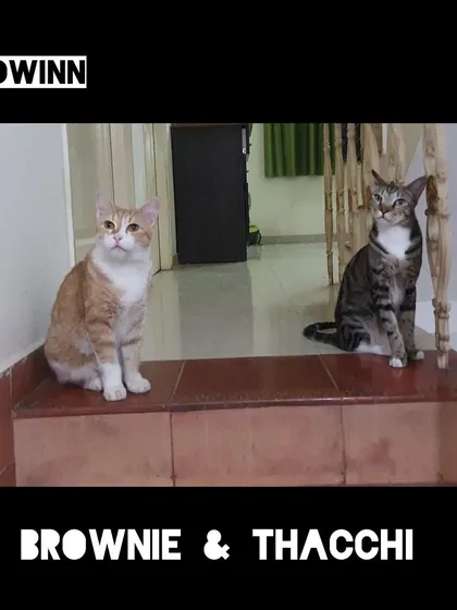 Brownie and Thacchi posing perfectly on the stairs. They are alert, calm, and comfortable in their surroundings.