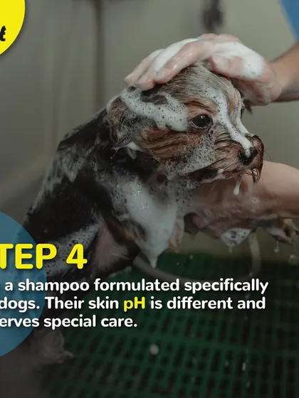 Step 4 of bathing: Always use a shampoo formulated for dogs. Their skin pH is different and needs special care.