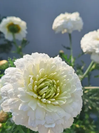 A cluster of white winter flowers.
