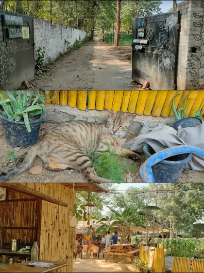 A glimpse of life at our Amarkanan farm: the rustic entrance, our resident cat enjoying the sun, and the beautiful bamboo-covered cafe. It's a peaceful escape for everyone.