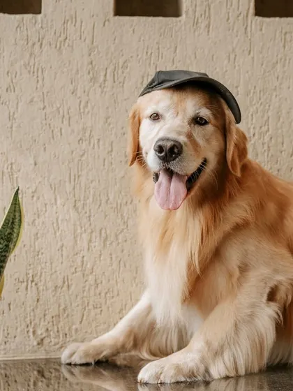 Archie the golden retriever looking cool and casual in a black cap, proving he can pull off any look.
