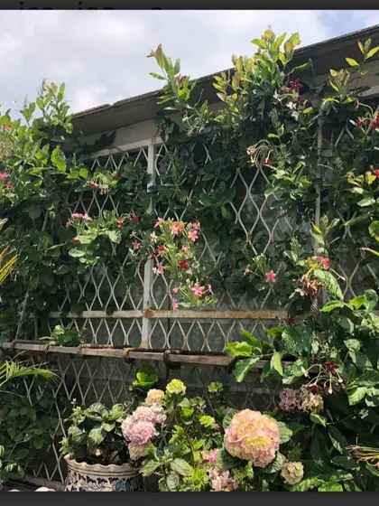 A beautiful example of a vertical garden on a terrace, with flowering creepers like Mandevilla climbing a trellis, complemented by potted palms and hydrangeas below to create a dense, floral screen.