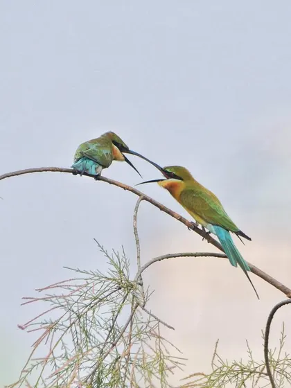 Another shot of the Blue-tailed Bee-eaters' interaction, showing their agility and the delicate way they connect.