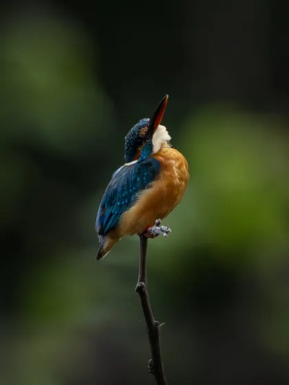 The same Common Kingfisher, now looking upwards. This change in posture gives a completely different feel to the portrait, showing the bird's alertness to its surroundings.