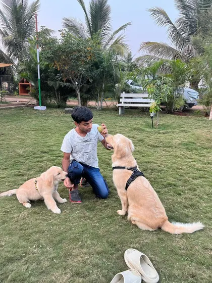 A guest plays with two dogs of different ages in the grassy area, using a toy to engage them both.