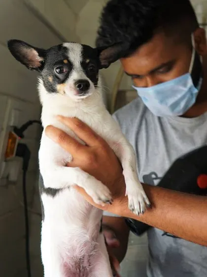 Even our smallest clients get the full professional treatment. Here, Tweety is getting a careful blow-dry to ensure she's perfectly warm and fluffy.