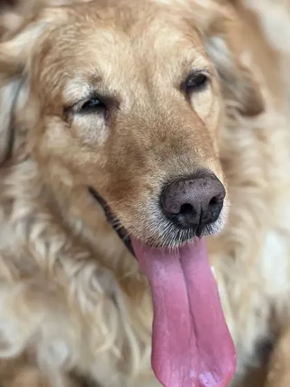 A sleepy golden retriever looking very relaxed. It's important to me that every dog feels calm and stress-free.