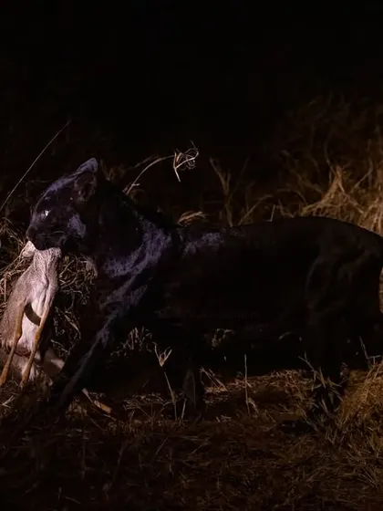 The fluid motion of the huntress carrying her meal back to her cubs. This is raw, unfiltered nature.