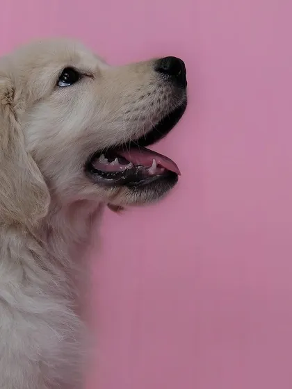 A throwback to Simba's puppy shoot. The simple pink background makes this profile shot of the golden retriever puppy extra sweet.