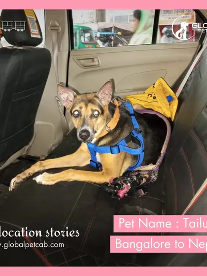 Tailung, a handsome German Shepherd mix, relaxing in the back of a car during his road trip from Bangalore to Nepal. We ensure pets are secure and comfortable during ground travel.