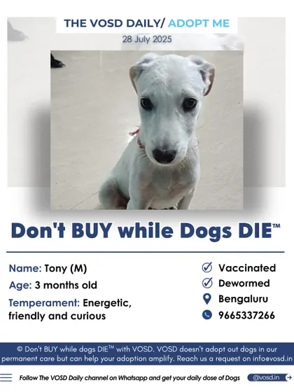 Tony is an energetic and curious 3-month-old pup in Bengaluru. By sharing his appeal, we make sure that his rescuer's efforts are seen by a wide audience of potential adopters.
