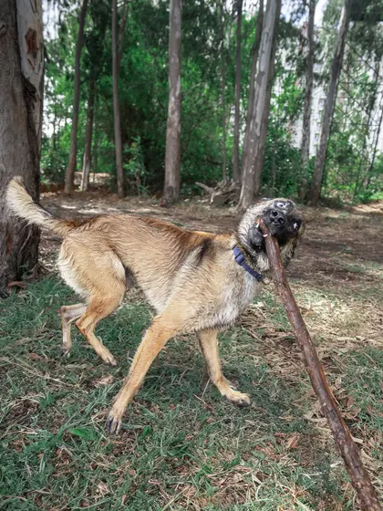The struggle is real! Floyd trying to manage a very large stick is a hilarious and candid moment that shows his playful and determined nature.