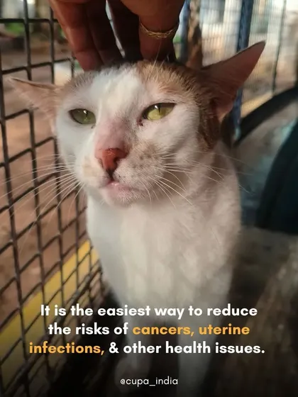Spaying a female cat is the easiest way to reduce her risk of developing uterine infections and mammary gland cancers. It is a preventative healthcare measure.