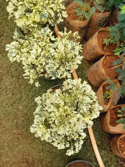 Here are some more ornamental shrubs ready for planting. I make sure to source a variety of textures and colors to make every garden unique.