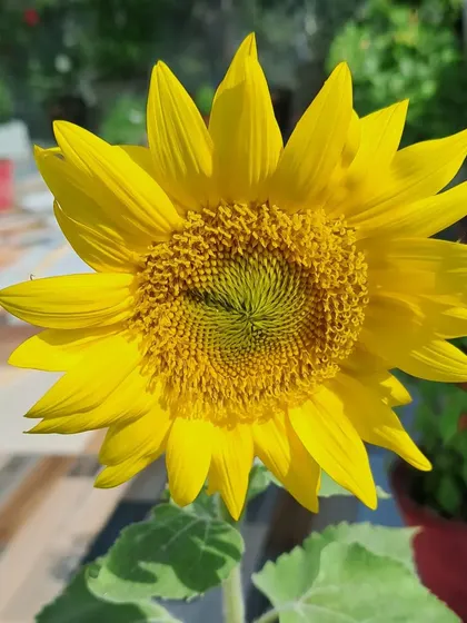 A large, beautiful sunflower in my garden.
