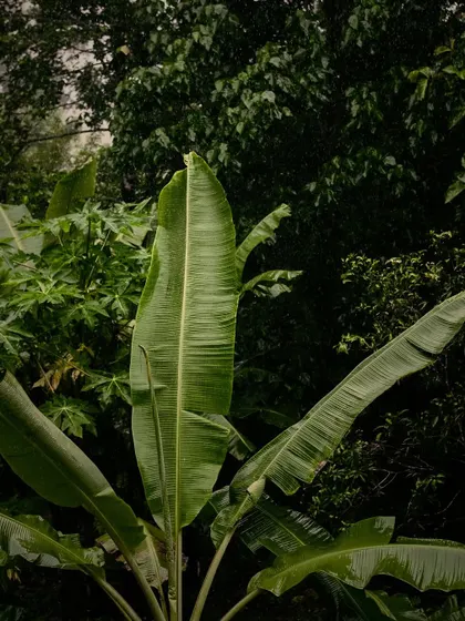 A moody photograph of a banana plant in the rain, capturing the deep greens and the quiet atmosphere of a monsoon day.