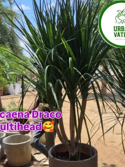 The Dracaena Draco Multihead is a unique, tree-like plant that makes a fantastic architectural statement indoors.