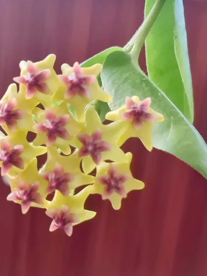 A happy bloom on my balcony today. This is the Hoya densifolia, and I was so excited to see its waxy, star-shaped flowers finally open. They look like tiny, perfect sculptures.
