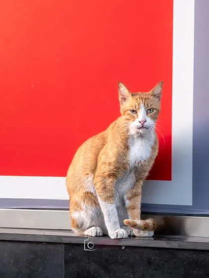 A ginger street cat posing with confidence against a bright red wall. They have so much character.