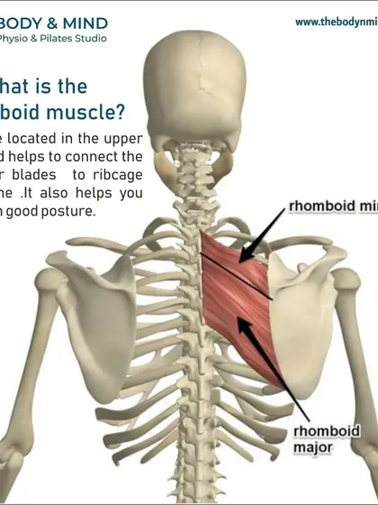 This diagram shows the location of the rhomboid muscles, which are often a source of pain between the shoulder blades.