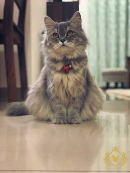 This majestic grey cat, the Queen, sits peacefully on the cool tiled floor. We offer a variety of surfaces and spots for cats to relax, depending on their preference.