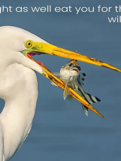 A close-up of a great egret with its breakfast. I framed this shot with a story in mind, a dialogue between predator and prey about the drying lakes. It's a creative way to talk about the serious issue of habitat loss in the Navi Mumbai wetlands.