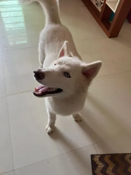 Another happy update: Vegas the Husky has been adopted. He is a smart boy who has already learned to do his business in the bathroom.