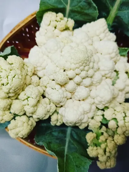 A freshly harvested head of cauliflower, ready for the weekend. This is part of our regular harvest that supplies local restaurants.