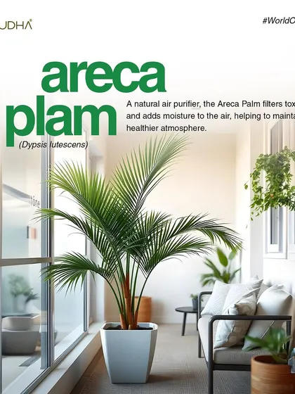 The Areca Palm is another natural air purifier. It filters toxins from the air and adds moisture, helping to maintain a healthier and more comfortable indoor atmosphere.