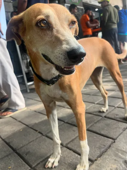 The bright, intelligent eyes of a loyal companion. These dogs bring so much happiness to our running community.