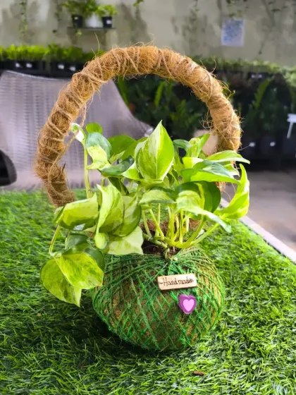 For Women's Day, we have a stunning array of plants to delight the special women in your life. From mini landscapes and terrariums to elegant potted plants, a green gift is a gift of life.
