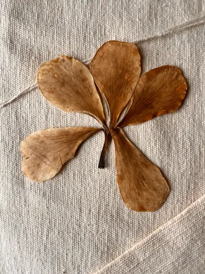 Besides dyeing, I also love preserving flowers by drying and framing them. It's another way to capture the beauty of botanicals and turn your home into a personal museum of nature.