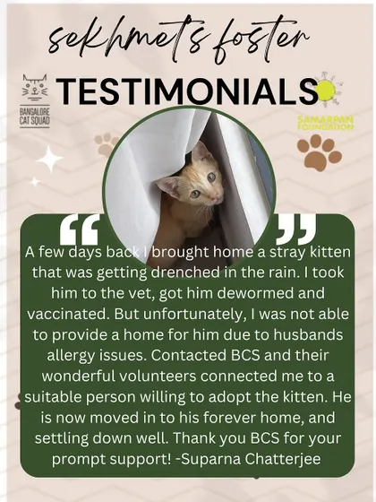 We are a foster-based rescue, which means our community is everything. Testimonials like this one, from someone who found a stray and trusted us to find it a loving home, showcase the network of care we've built together. It truly takes a village.