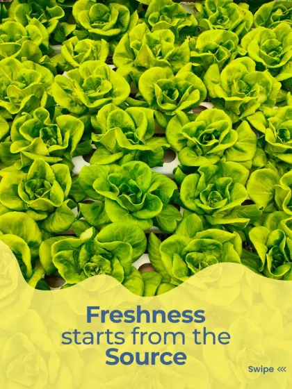 It all starts here. I use hydroponically grown lettuce, which means it's incredibly fresh, crisp, and clean. You can taste the quality in every single bite.