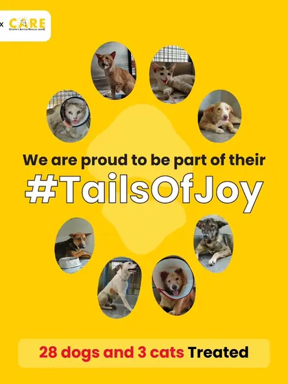 We are proud to have partnered with Panga Cares to treat 28 dogs and 3 cats. These are their #TailsOfJoy.