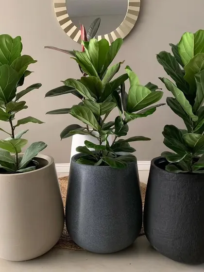 A trio of Fiddle Leaf Figs in different textured pots. I offer a variety of planters to ensure your new plant complements your existing interior design.