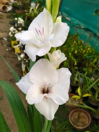 A stalk of white Gladiolus flowers. These are elegant cut flowers and also look stunning in the garden.