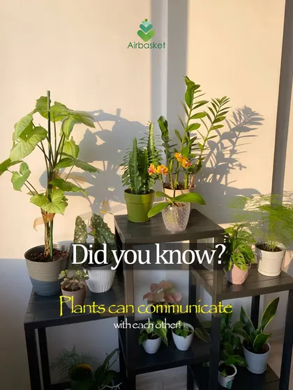 Did you know plants can communicate with each other? They use a network of fungi in the soil to send signals. Nature is always talking; we just have to learn to listen.