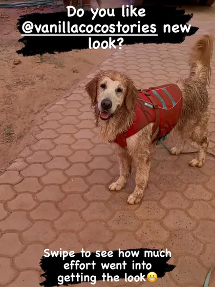 A classic 'dog being a dog' moment. After a good swim, Vanilla found the perfect patch of mud to roll in. It’s a reminder that adventures are meant to be a little messy and a lot of fun.