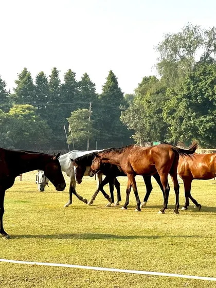 A herd of our beautiful horses walking across the lawn. It's a common sight here, adding to the authentic and lively farm atmosphere that our guests love.
