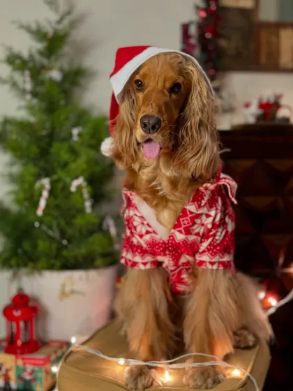 A classic Christmas portrait of Posto in his Santa hat and festive shirt.