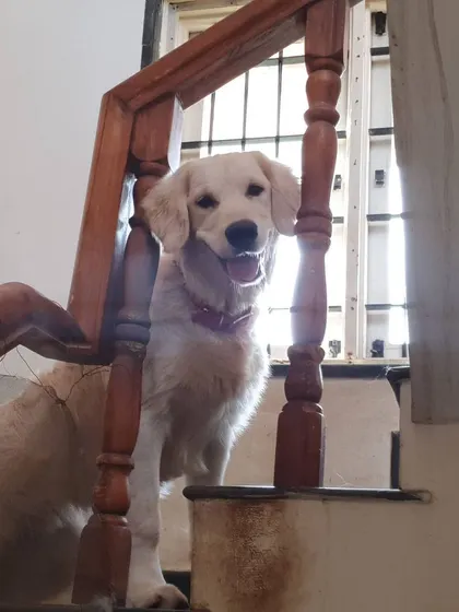 A happy golden retriever peeking through the banister. The house has many nooks and crannies for dogs to explore and feel secure in.