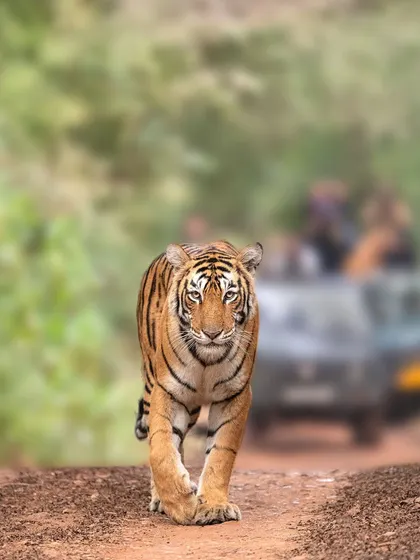 The famous tigress Arrowhead on the fort back road, with a safari jeep in the background. This image shows the reality of tiger tourism and the importance of ethical photography practices to coexist with these animals.