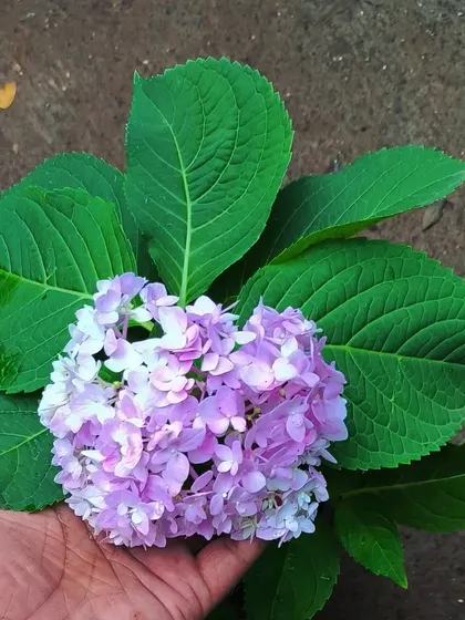 A perfect cluster of Hydrangea flowers. We love their big, soft blooms that come in shades of pink, purple, and blue.